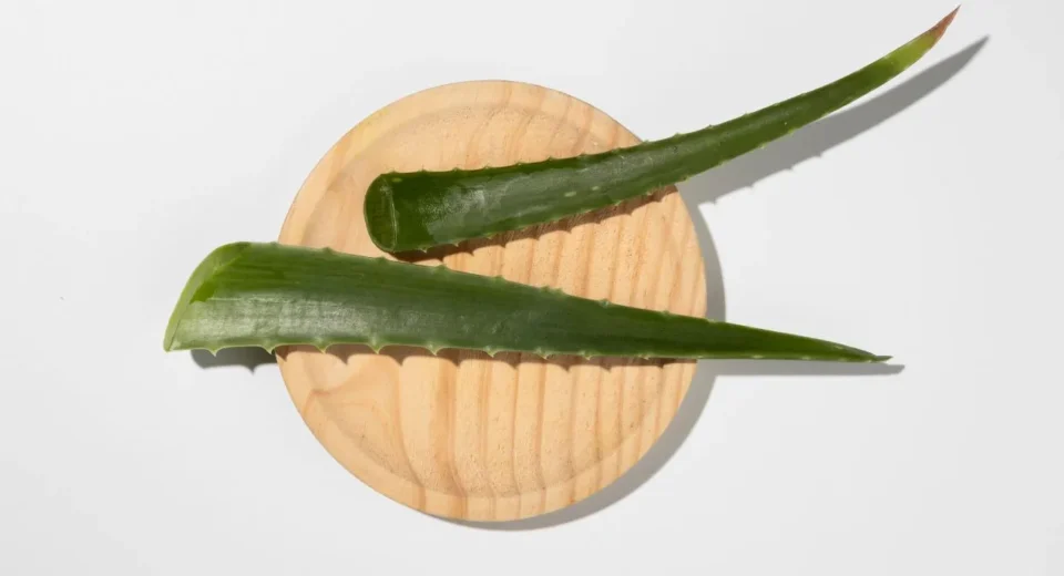 Aloe Vera Gel for Dandruff