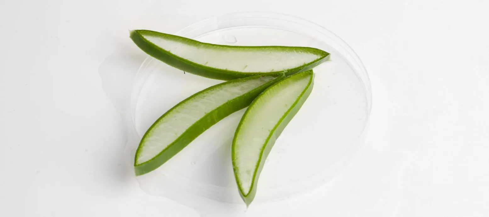 aloe vera for hair